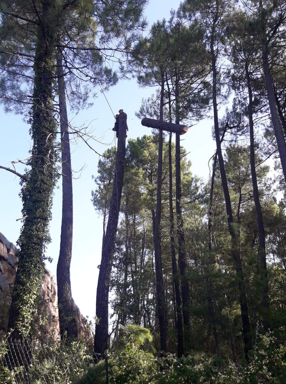 ardeche-abattage-arbre-delicat Abattage d'un arbre délicat en Ardèche