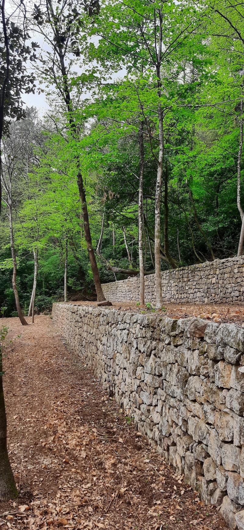 debrousaillage-sud-ardeche Débroussaillage en Ardèche (sud)