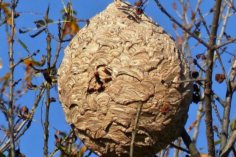 desinsectisation-frelons-ardeche-min Désinsectisation des frelons asiatiques en Ardèche